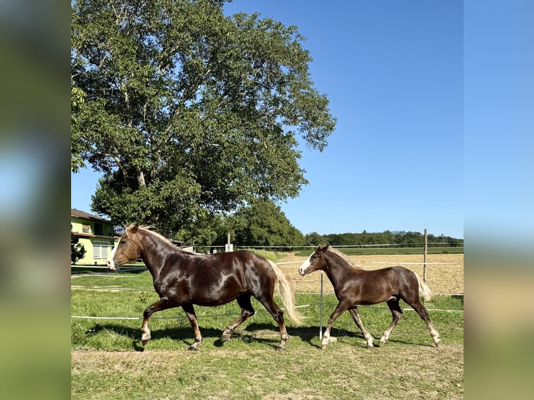 Caballo de la Selva Negra Semental Potro (02/2025) Alazán-tostado in Weisweil