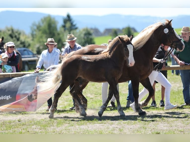 Caballo de la Selva Negra Semental Potro (02/2025) Alazán-tostado in Weisweil