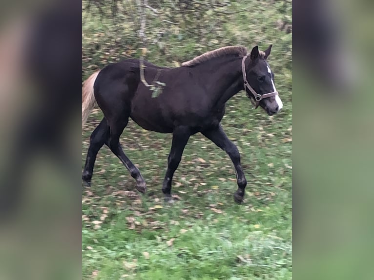 Caballo de la Selva Negra Semental Potro (06/2024) Alazán-tostado in Hermaringen