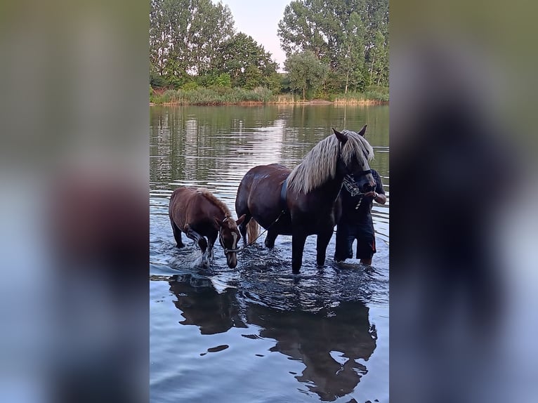Caballo de la Selva Negra Semental Potro (03/2026) Alazán-tostado in Hausen