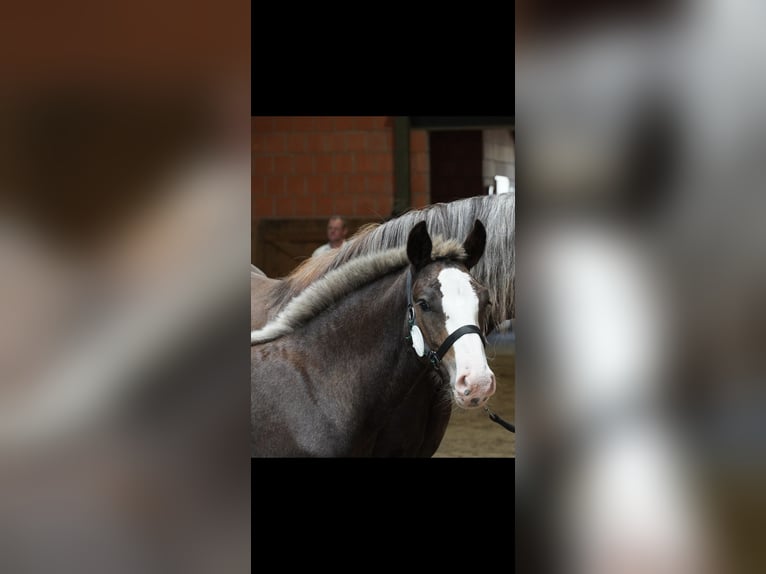 Caballo de la Selva Negra Semental Potro (04/2025) Alazán-tostado in Surhuizum