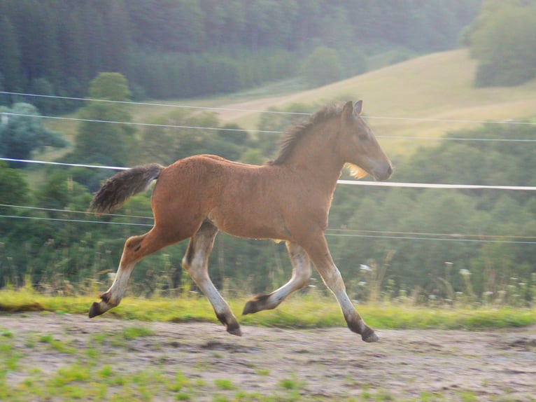 Caballo de la Selva Negra Semental Potro (05/2024) Castaño in Bonndorf im Schwarzwald