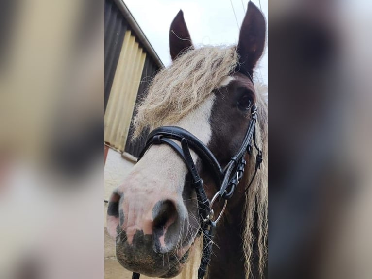 Caballo de la Selva Negra Yegua 10 años 160 cm Alazán-tostado in Rutsweiler/Lauter