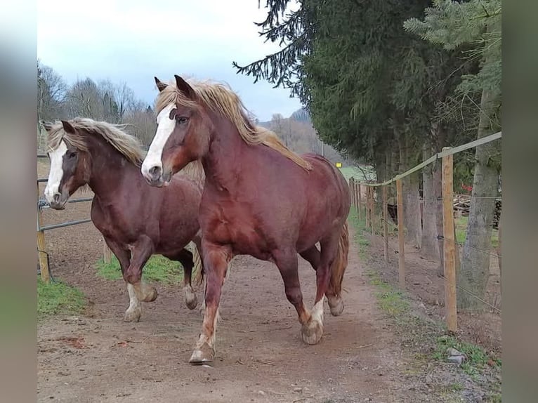 Caballo de la Selva Negra Yegua 10 años 160 cm Alazán-tostado in Rutsweiler/Lauter