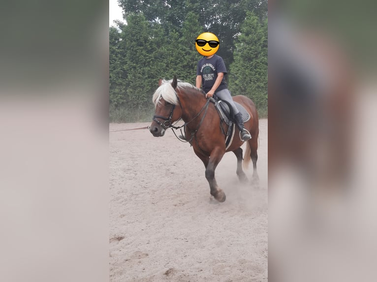 Caballo de la Selva Negra Mestizo Yegua 11 años 152 cm Alazán in Bernstadt auf dem Eigen