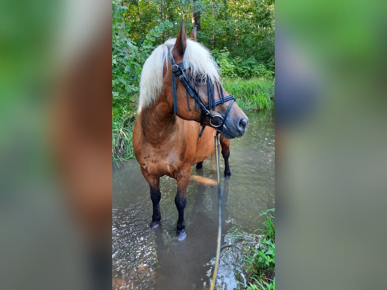 Caballo de la Selva Negra Mestizo Yegua 11 años 152 cm Alazán in Bernstadt auf dem Eigen