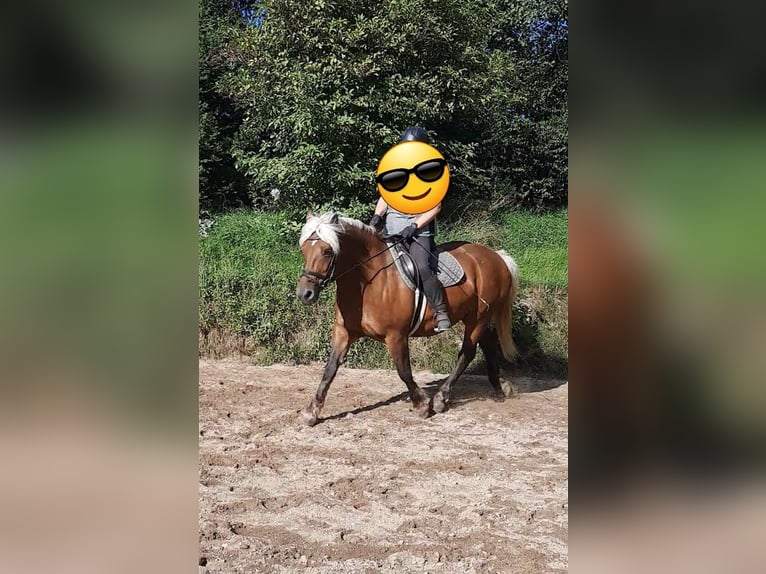 Caballo de la Selva Negra Mestizo Yegua 11 años 152 cm Alazán in Bernstadt auf dem Eigen