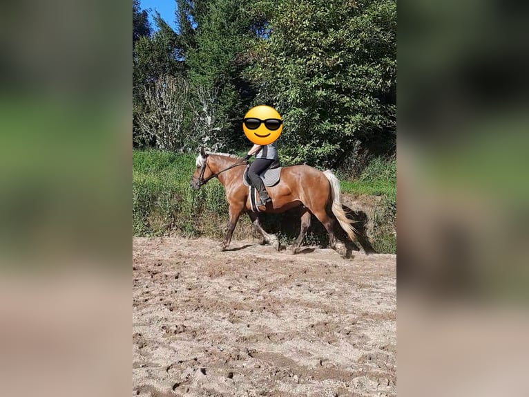 Caballo de la Selva Negra Mestizo Yegua 11 años 152 cm Alazán in Bernstadt auf dem Eigen