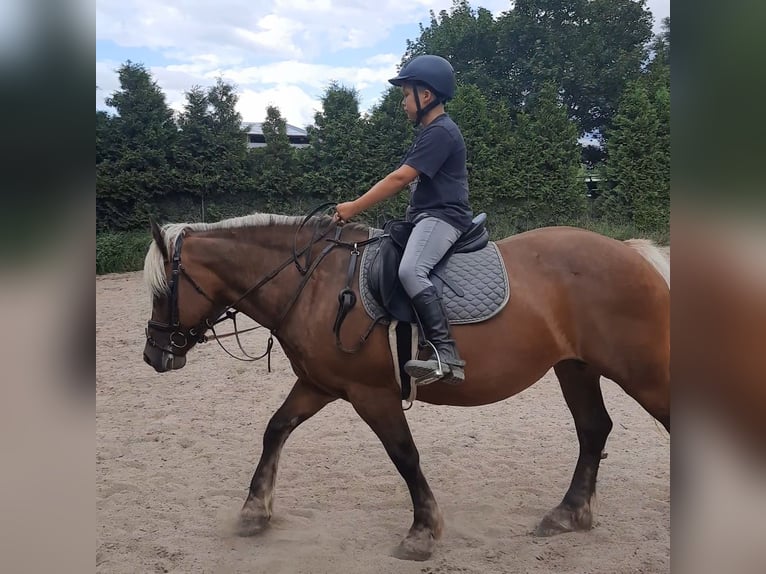 Caballo de la Selva Negra Mestizo Yegua 11 años 152 cm Alazán in Bernstadt auf dem Eigen