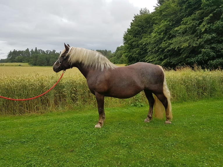 Caballo de la Selva Negra Yegua 13 años 151 cm Alazán-tostado in Niedereschach