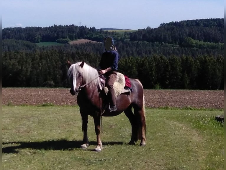 Caballo de la Selva Negra Yegua 13 años 151 cm Alazán-tostado in Niedereschach