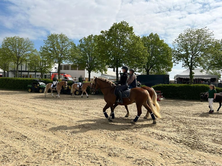 Caballo de la Selva Negra Yegua 13 años 154 cm Alazán-tostado in Eberbach