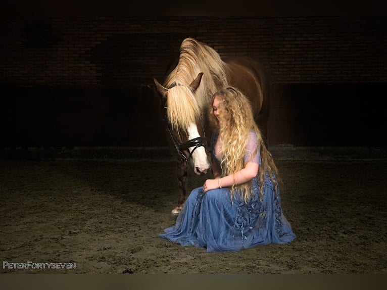 Caballo de la Selva Negra Yegua 13 años 154 cm Castaño in Egmond aan den hoef
