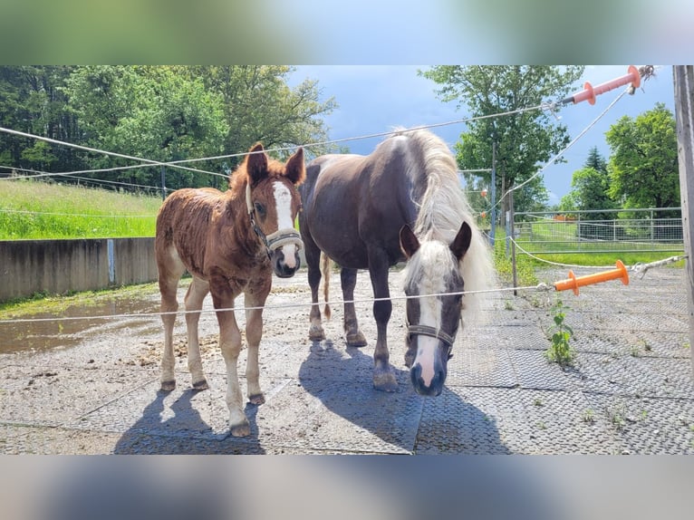 Caballo de la Selva Negra Yegua 13 años 155 cm Alazán-tostado in Reutlingen