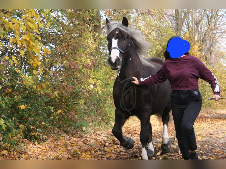 Caballo de la Selva Negra Yegua 14 años 150 cm Castaño oscuro in Füssen