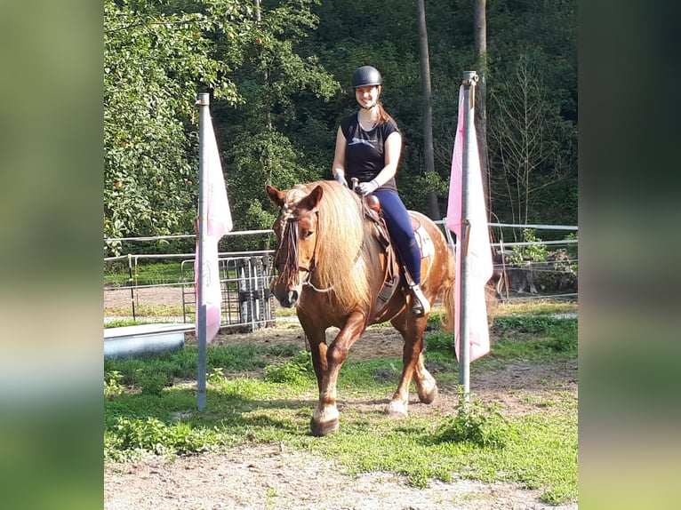 Caballo de la Selva Negra Mestizo Yegua 14 años 152 cm Ruano alazán in Bayerbach