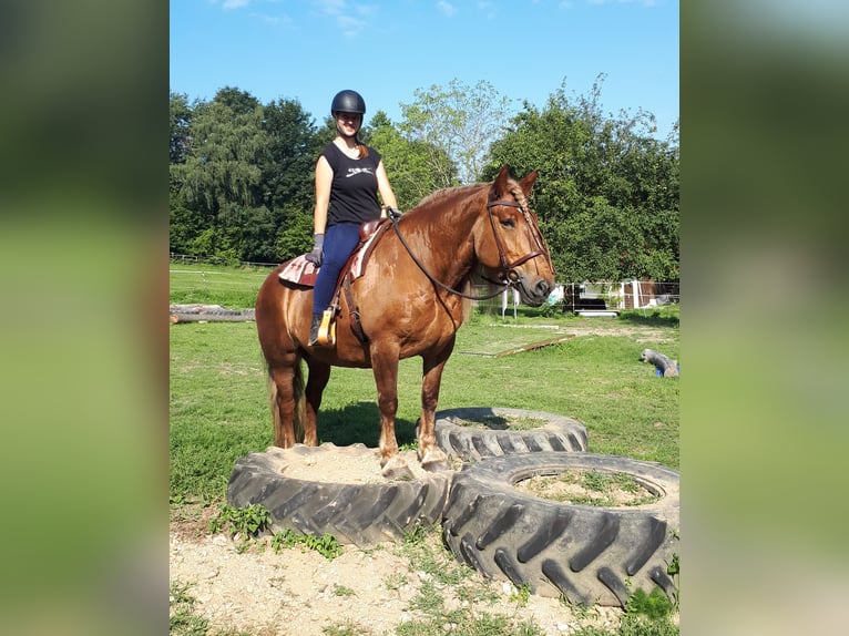 Caballo de la Selva Negra Mestizo Yegua 14 años 152 cm Ruano alazán in Bayerbach