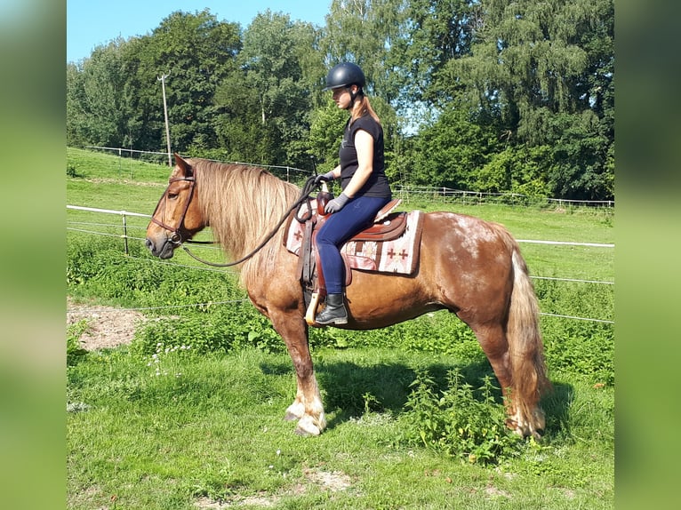 Caballo de la Selva Negra Mestizo Yegua 14 años 152 cm Ruano alazán in Bayerbach