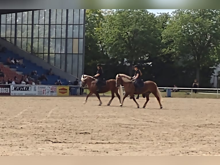 Caballo de la Selva Negra Yegua 14 años 154 cm Alazán-tostado in Eberbach