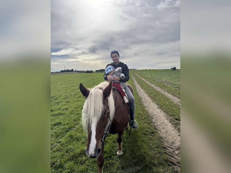 Caballo de la Selva Negra Yegua 16 años 160 cm Alazán in Dornhan