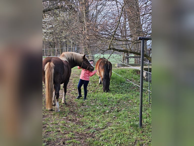 Caballo de la Selva Negra Yegua 17 años 145 cm Alazán-tostado in Ralbitz-Rosenthal