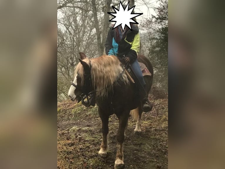 Caballo de la Selva Negra Yegua 17 años 152 cm Alazán in Bingen