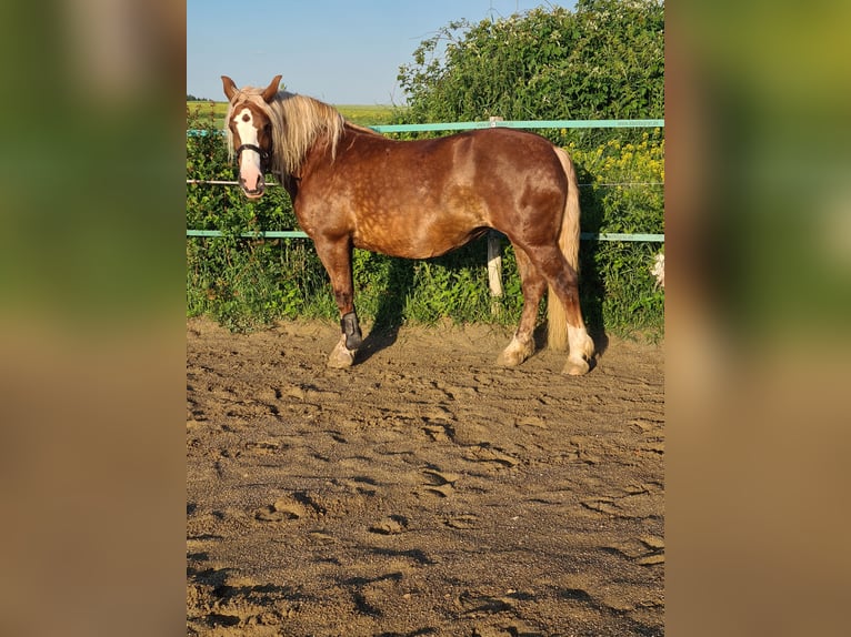 Caballo de la Selva Negra Yegua 17 años 152 cm Alazán in Bingen