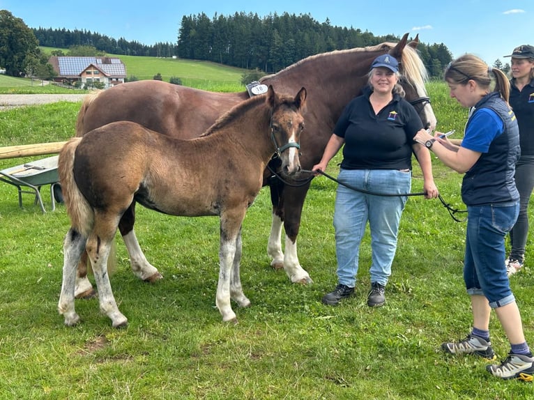 Caballo de la Selva Negra Yegua 1 año 155 cm Alazán-tostado in Filderstadt