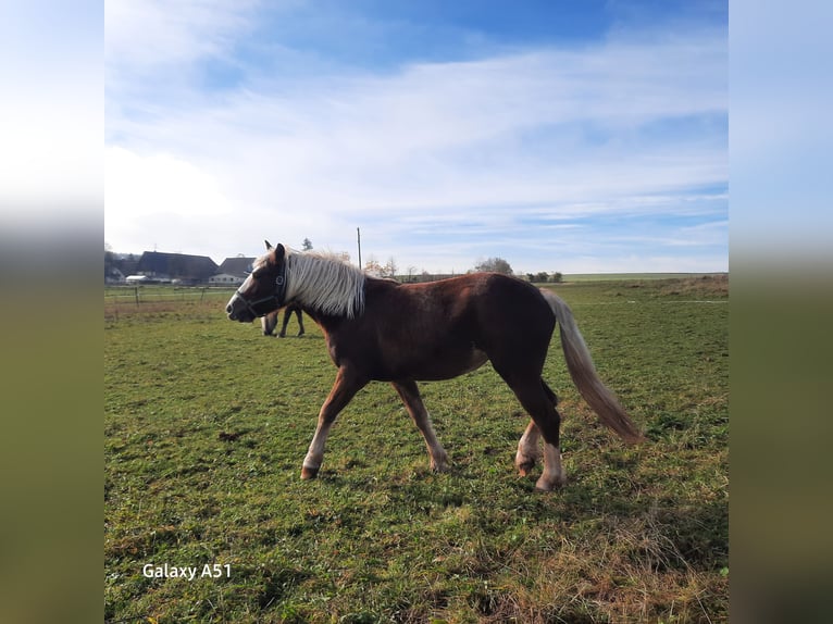 Caballo de la Selva Negra Yegua 1 año Alazán in Villingen-Schwenningen