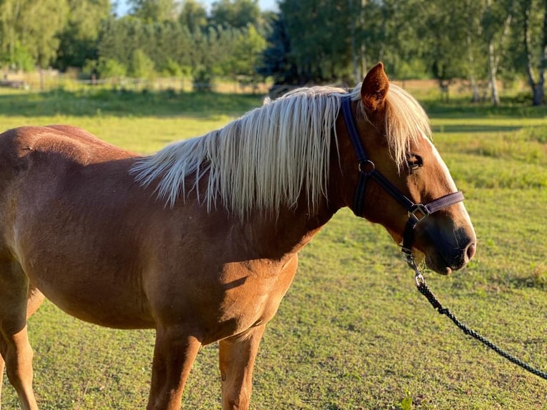 Caballo de la Selva Negra Yegua 1 año Alazán in Hennersdorf