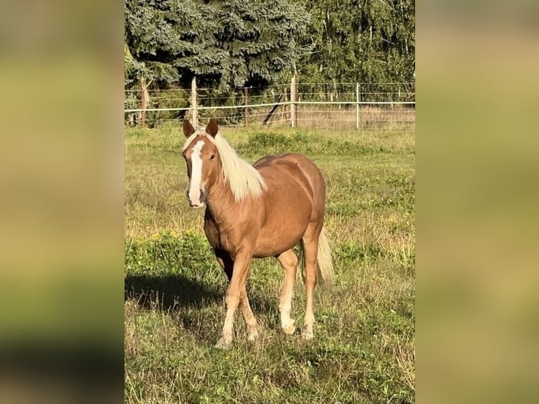 Caballo de la Selva Negra Yegua 1 año Alazán in Hennersdorf