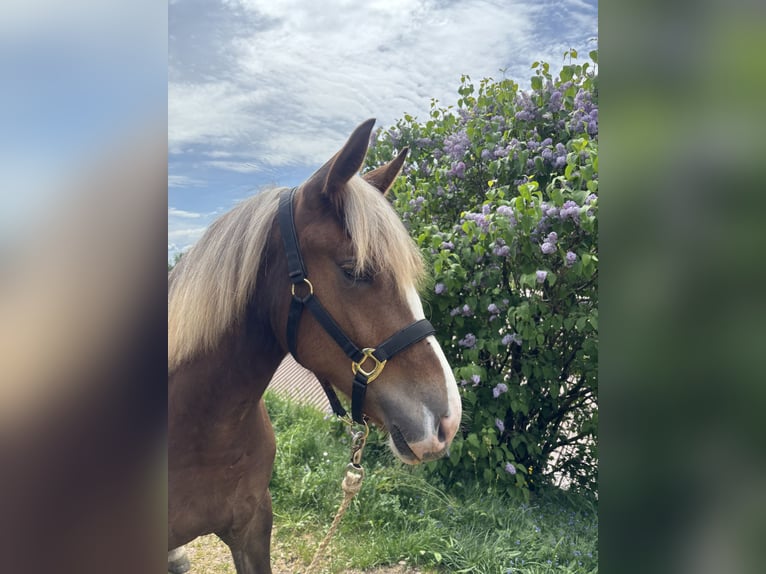 Caballo de la Selva Negra Yegua 1 año Alazán-tostado in Kleines Wiesental