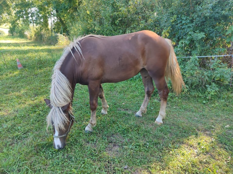 Caballo de la Selva Negra Yegua 1 año Alazán-tostado in Ühlingen-Birkendorf