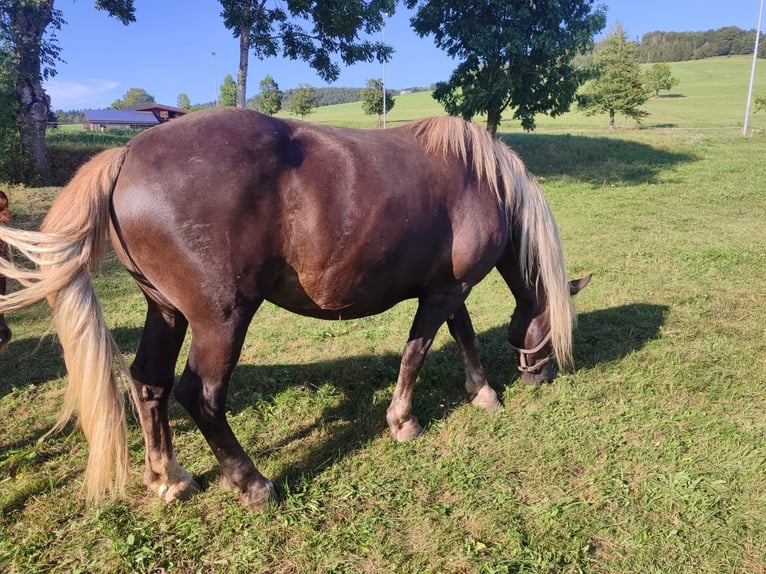 Caballo de la Selva Negra Yegua 1 año Alazán-tostado in Ühlingen-Birkendorf