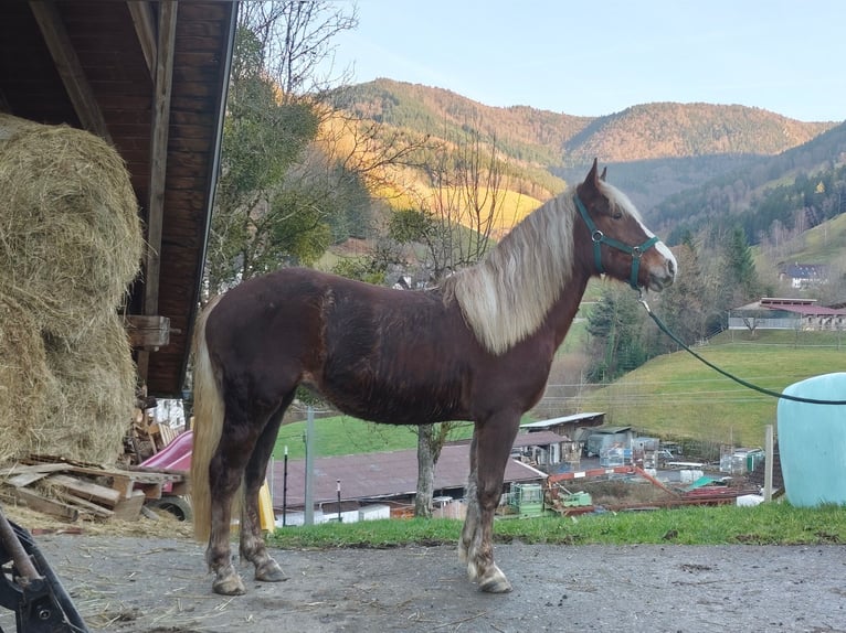 Caballo de la Selva Negra Yegua 2 años 143 cm Alazán-tostado in Elzach
