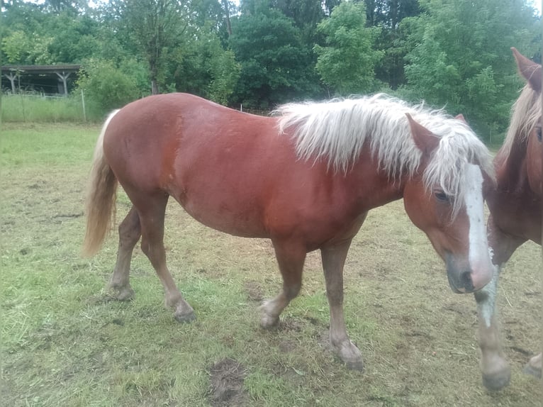 Caballo de la Selva Negra Yegua 2 años 144 cm Alazán-tostado in Bad Gandersheim OT Altgandersheim