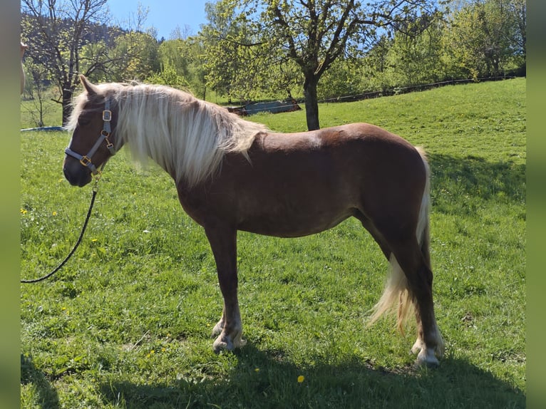 Caballo de la Selva Negra Yegua 2 años Alazán in BiederbachElzach