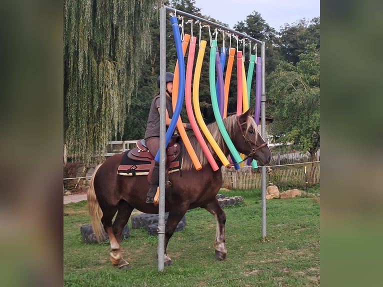 Caballo de la Selva Negra Yegua 3 años 148 cm Alazán-tostado in Bayerbach