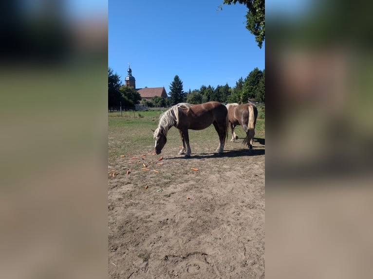 Caballo de la Selva Negra Yegua 3 años 152 cm Alazán-tostado in Golßen