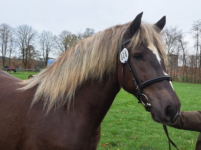 Caballo de la Selva Negra Yegua 3 años 153 cm Alazán-tostado in Sulz am Neckar