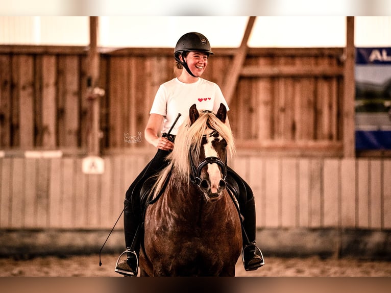 Caballo de la Selva Negra Yegua 4 años 148 cm Alazán-tostado in Grünberg