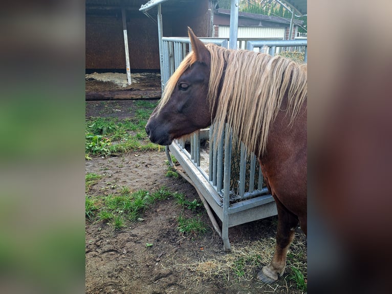 Caballo de la Selva Negra Yegua 4 años 148 cm Alazán-tostado in Celle