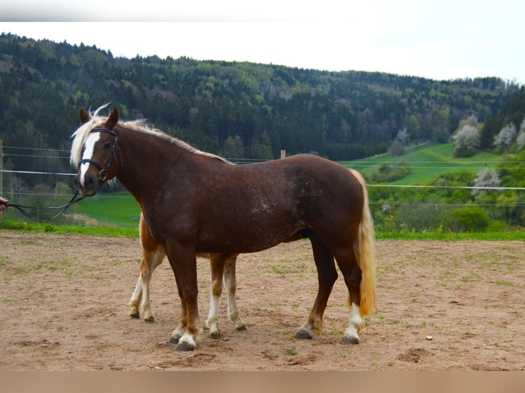 Caballo de la Selva Negra Yegua 4 años 149 cm Alazán-tostado in Bonndorf im Schwarzwald