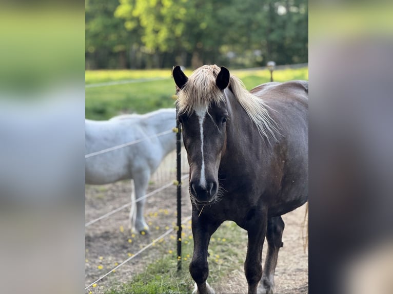 Caballo de la Selva Negra Yegua 4 años 150 cm Alazán-tostado in Finsterwalde
