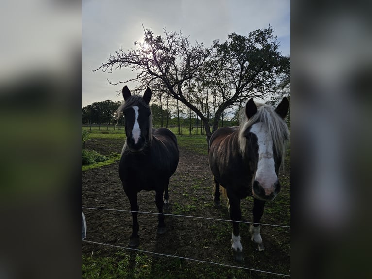 Caballo de la Selva Negra Yegua 5 años 143 cm Alazán-tostado in Gardelegen