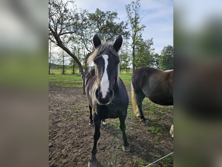 Caballo de la Selva Negra Yegua 5 años 143 cm Alazán-tostado in Gardelegen