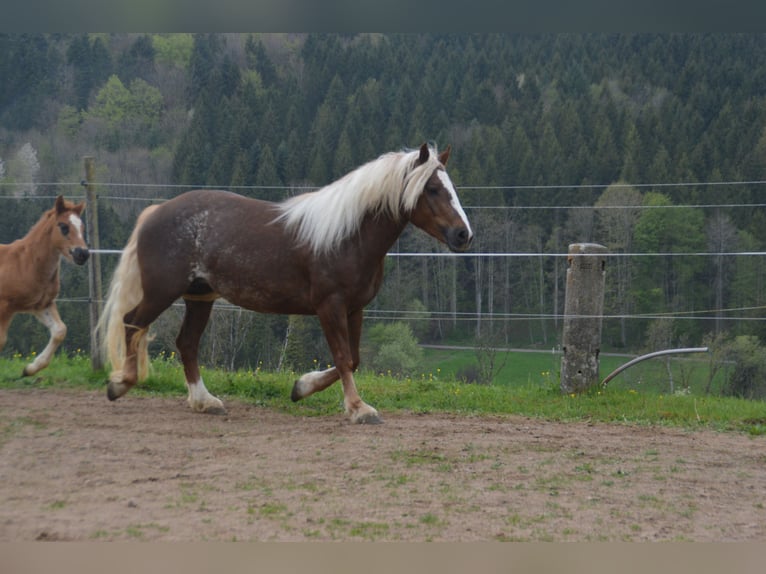Caballo de la Selva Negra Yegua 5 años 149 cm Alazán-tostado in Bonndorf im Schwarzwald