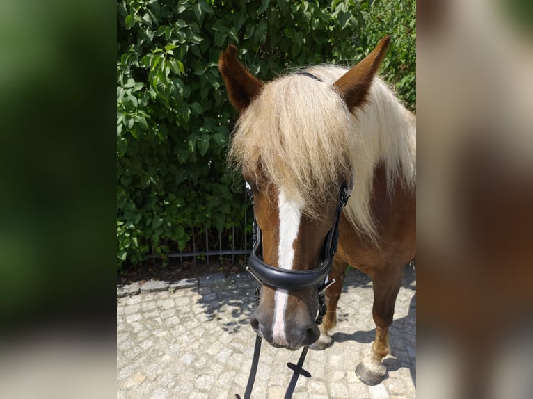 Caballo de la Selva Negra Yegua 5 años 149 cm Alazán-tostado in Mandelbachtal