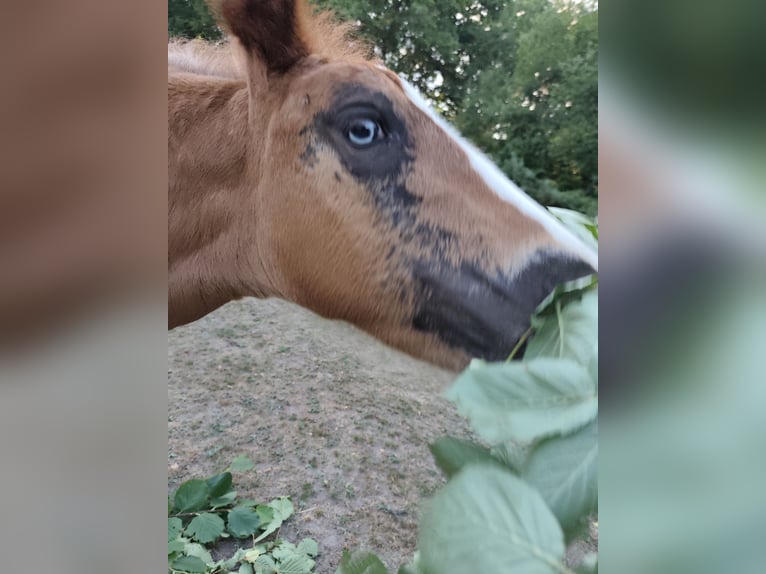 Caballo de la Selva Negra Yegua 5 años 149 cm Alazán-tostado in Mandelbachtal
