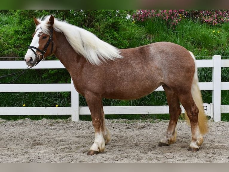 Caballo de la Selva Negra Yegua 5 años 158 cm Alazán-tostado in Seebad Bansin